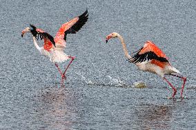 ISRAEL-HULA VALLEY-GREATER FLAMINGO