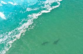 ISRAEL-HADERA-MEDITERRANEAN SEA-SHARKS