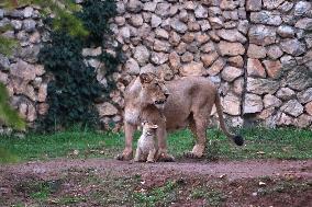 MIDEAST-JERUSALEM-ZOO-LION CUB