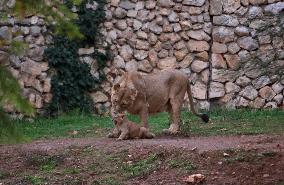 MIDEAST-JERUSALEM-ZOO-LION CUB