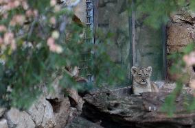 MIDEAST-JERUSALEM-ZOO-LION CUB