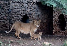 MIDEAST-JERUSALEM-ZOO-LION CUB