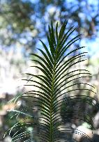 CHINA-SICHUAN-PANZHIHUA-CYCAD-NATURE RESERVE (CN)