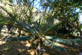 CHINA-SICHUAN-PANZHIHUA-CYCAD-NATURE RESERVE (CN)