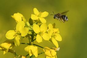 INDIA-ASSAM-NAGAON-MUSTARD-BLOSSOM