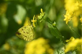 INDIA-ASSAM-NAGAON-MUSTARD-BLOSSOM