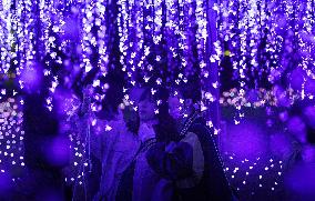 Illuminated wisteria trellis