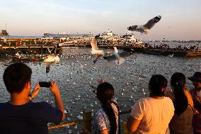 MYANMAR-YANGON-SEAGULLS