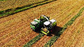 CHINA-SHANDONG-SALINE AGRICULTURE-GRASS FARM (CN)