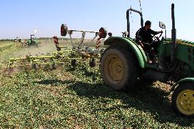 CHINA-SHANDONG-SALINE AGRICULTURE-GRASS FARM (CN)