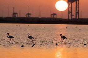 EGYPT-PORT SAID-NATURE RESERVE-FLAMINGOES