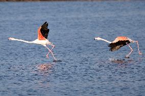 EGYPT-PORT SAID-NATURE RESERVE-FLAMINGOES