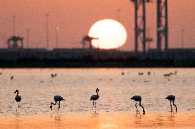 EGYPT-PORT SAID-NATURE RESERVE-FLAMINGOES