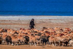 CHINA-TIBET-YAMDROK LAKE-SCENERY (CN)