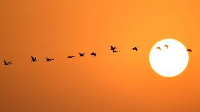 CHINA-HUNAN-MIGRATORY BIRDS (CN)
