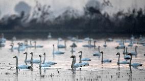 CHINA-HUNAN-MIGRATORY BIRDS (CN)