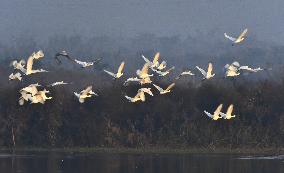 CHINA-HUNAN-MIGRATORY BIRDS (CN)