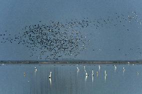 CHINA-HUNAN-MIGRATORY BIRDS (CN)