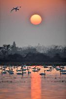 CHINA-HUNAN-MIGRATORY BIRDS (CN)