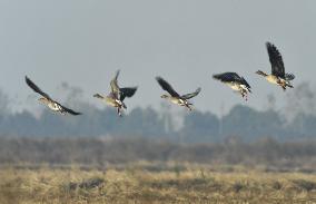 CHINA-HUNAN-MIGRATORY BIRDS (CN)