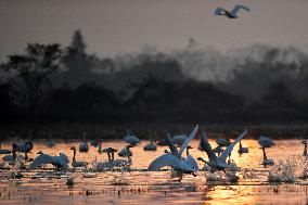 CHINA-HUNAN-MIGRATORY BIRDS (CN)