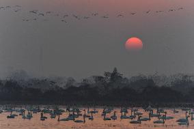 CHINA-HUNAN-MIGRATORY BIRDS (CN)