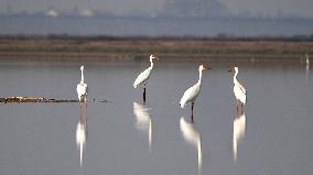 CHINA-HUNAN-MIGRATORY BIRDS (CN)