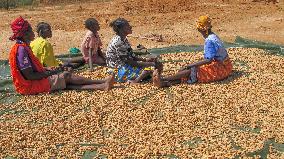 KENYA-FARMERS-GROUNDNUTS