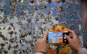 CHINA-HAINAN-HAIKOU-TROPICAL AGRICULTURAL PRODUCTS-WINTER TRADE FAIR-OPENING (CN)