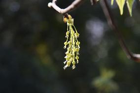 Xinhua Headlines: Species with extremely small populations being saved in China