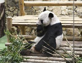 Giant panda Eimei named goodwill ambassador