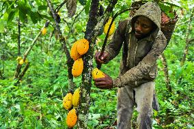 CAMEROON-SOUTH REGION-COCOA BUSINESS