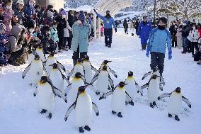 Penguin parade at northern Japan zoo