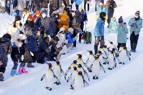 Penguin parade at northern Japan zoo