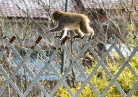 Wild monkey near crippled Fukushima Daiichi nuclear plant