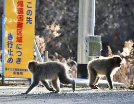 Wild monkeys near crippled Fukushima Daiichi nuclear plant