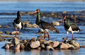 CHINA-HEBEI-BLACK STORKS (CN)