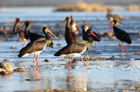 CHINA-HEBEI-BLACK STORKS (CN)