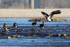 CHINA-HEBEI-BLACK STORKS (CN)