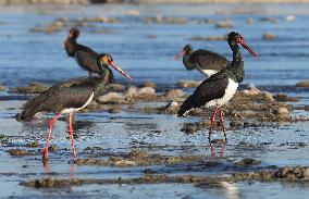 CHINA-HEBEI-BLACK STORKS (CN)