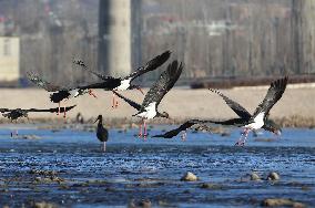 CHINA-HEBEI-BLACK STORKS (CN)