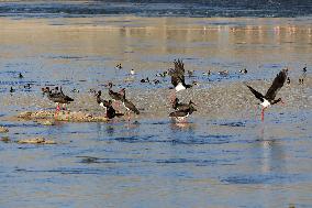 CHINA-HEBEI-BLACK STORKS (CN)