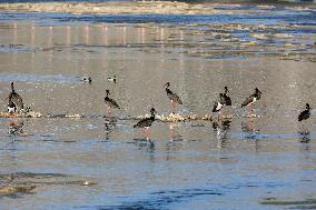 CHINA-HEBEI-BLACK STORKS (CN)