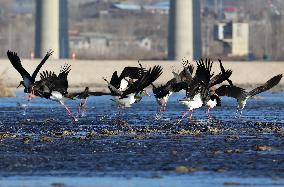 CHINA-HEBEI-BLACK STORKS (CN)