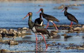 CHINA-HEBEI-BLACK STORKS (CN)