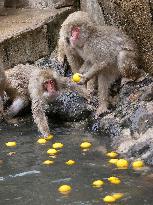 Monkeys in southwestern Japan hot spring