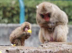 Monkeys at southwestern Japan hot spring