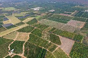 ISRAEL-NETANYA-FARM