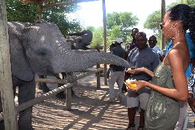 BOTSWANA-MIRAPENE-ORPHANED ELEPHANTS