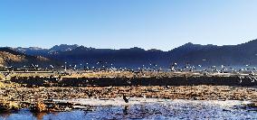 CHINA-TIBET-LHASA-MIGRATORY BIRDS (CN)